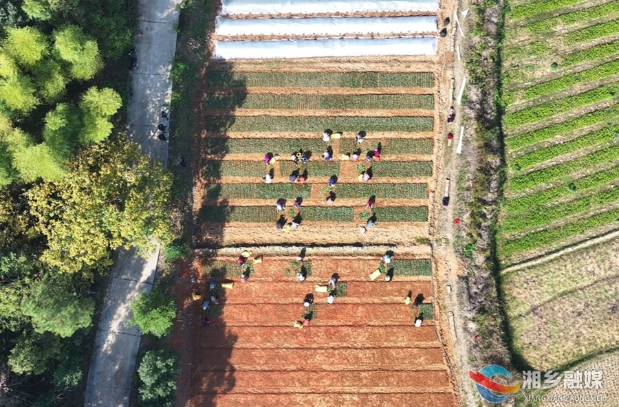 【发展“两茶两羊” 推进乡村振兴】清溪村：移民村的“黄金苗”孕育新希望