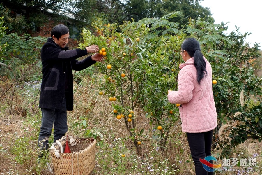 【政协风采】傅松葵：种好“致富果”  办好“民生事”