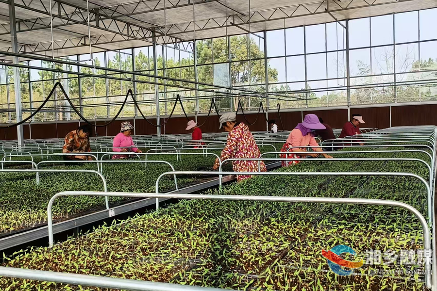【新春走基层】泉塘镇双托村：冬月育苗忙 暖棚绿意浓