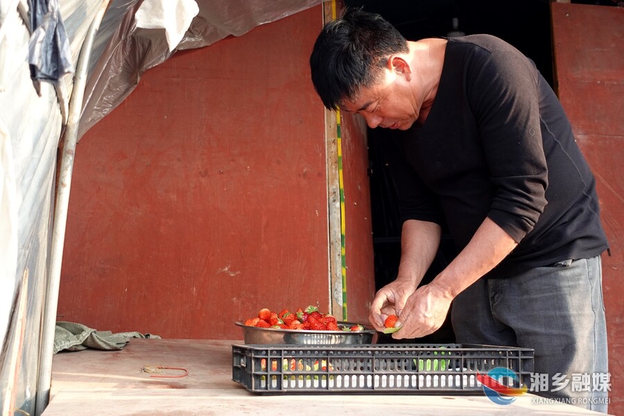 多色草莓同期熟 冬日采摘正当时