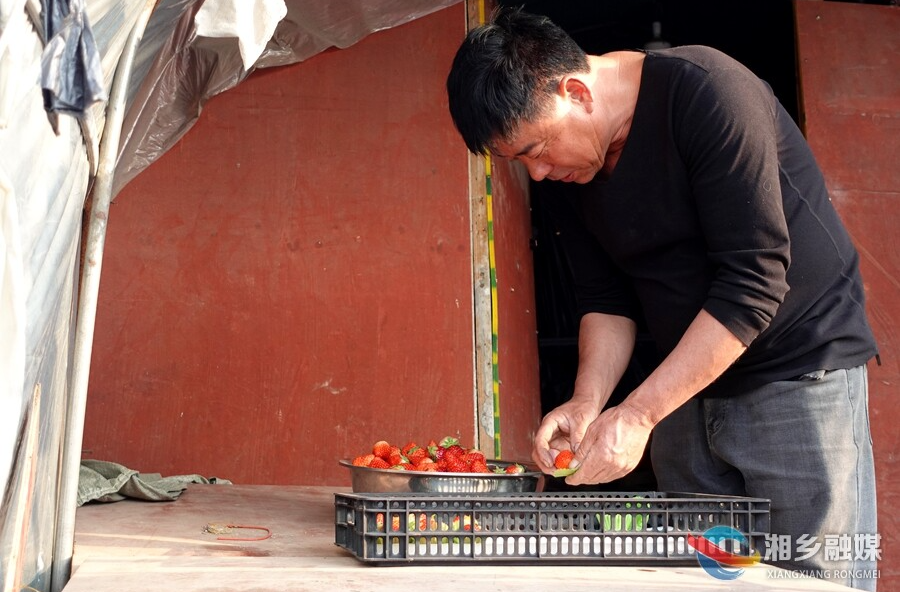 多色草莓同期熟 冬日采摘正当时