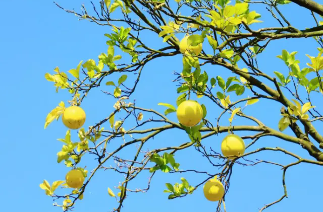 今日大寒｜暖食裹寒，静候春归