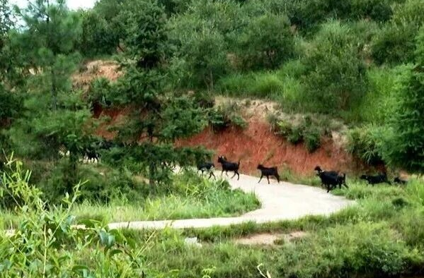 以林养产 以产护林！湘乡交出“十四五”生态富民新答卷