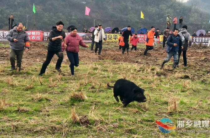 湘乡这个农村年货节真硬核！抓鸡抓猪靠实力，战利品直接扛回家