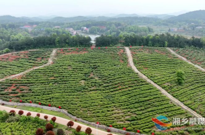 “绿叶子”变“金叶子” 湘乡茶征服海外 年外贸产值突破亿元