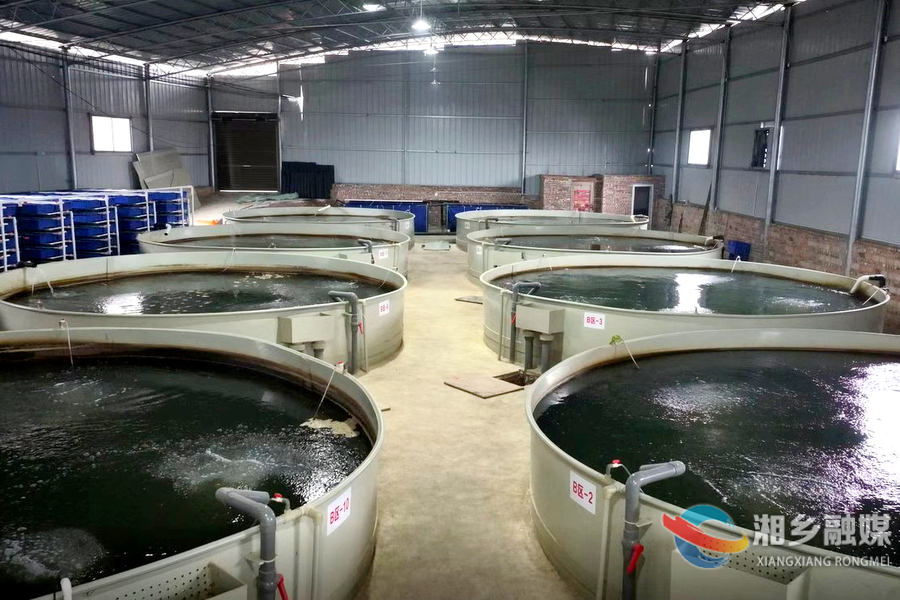 【新春走基层】月山镇先锋村：鲈鱼满塘“跃”新春