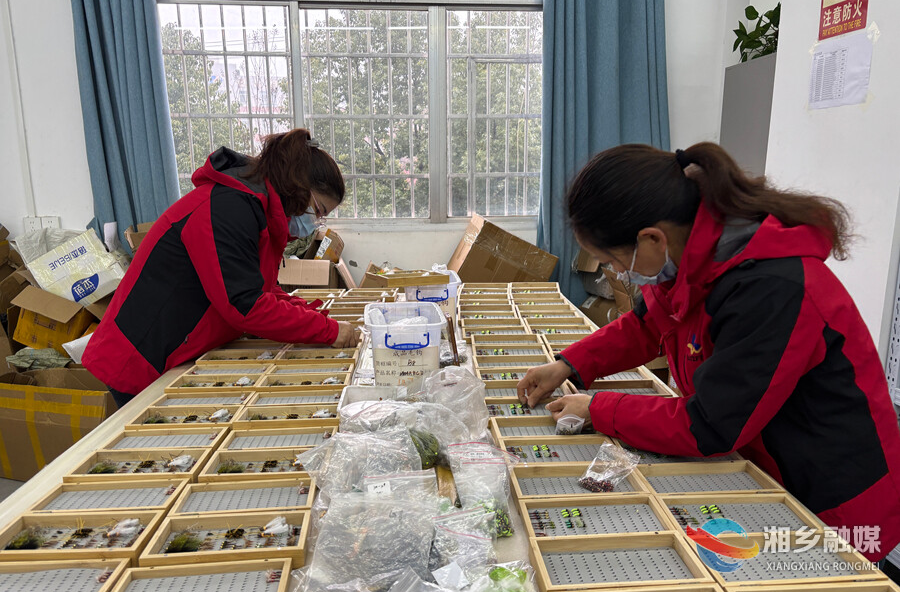 【新春走基层】湘乡：“小飞蝇”撬动“大就业” 群众顾家增收两不误
