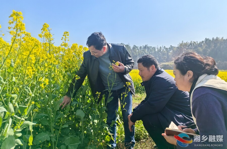 湘乡：农技服务下田间 油菜春管正当时