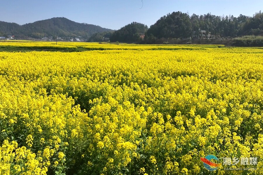 湘乡：22万亩油菜花盛放 踏青赏花正当时