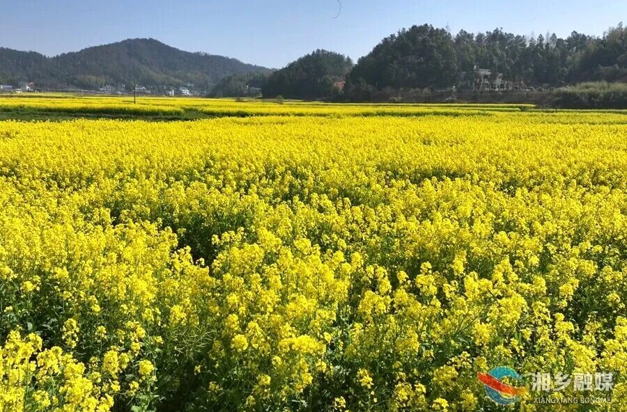 一眼沦陷！湘乡春日限定金色画卷已上线