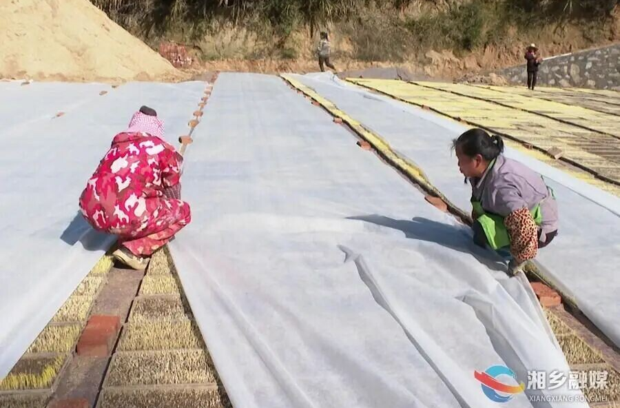 流水线上育秧苗 科技赋能春耕忙