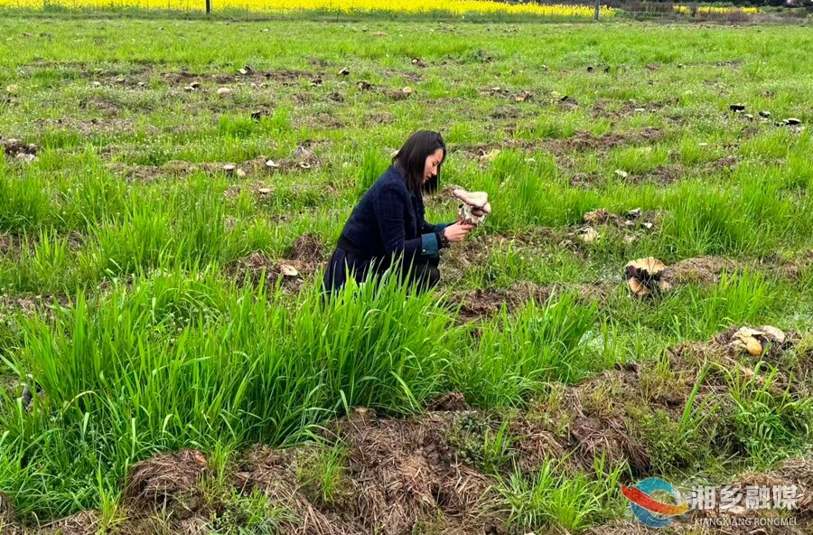 泉塘镇彪家村：赤松茸丰收遇“销售坎” 急盼您下单