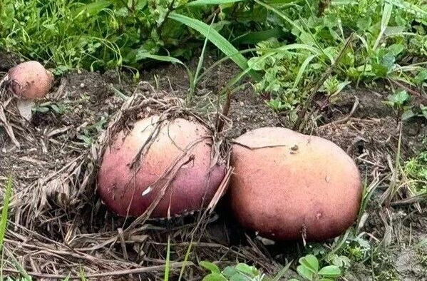 急盼下单！湘乡这里40亩赤松茸丰收，恳请大家伸出援手