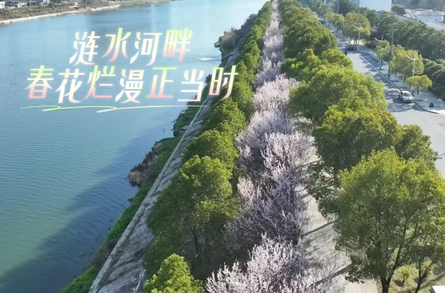 春日限定！涟水河畔浪漫“上线”