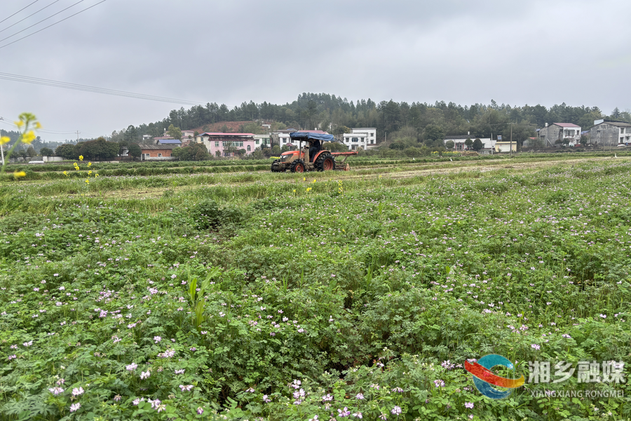“养地”又“增产”！湘乡7.5万亩绿肥翻耕还田