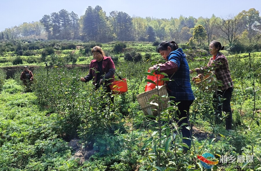 明前茶飘香 茶农采收忙