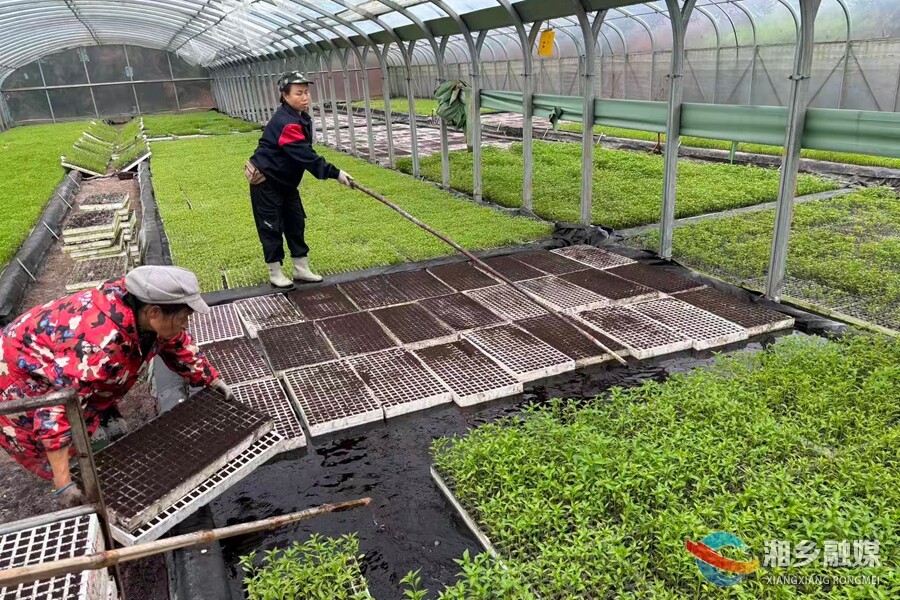 湘乡：科技赋能育苗忙 千万株新苗绘就春耕青绿画卷