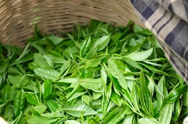 春茶飘香，致富一方！湘乡以茶为媒绘就乡村振兴新画卷
