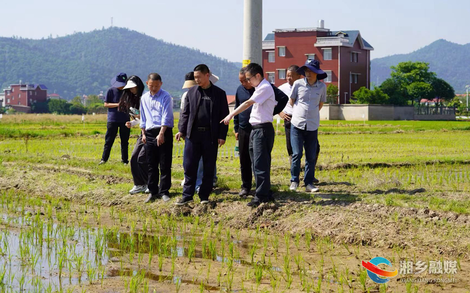 省植保专家来湘乡调研水稻虫害绿色防控工作