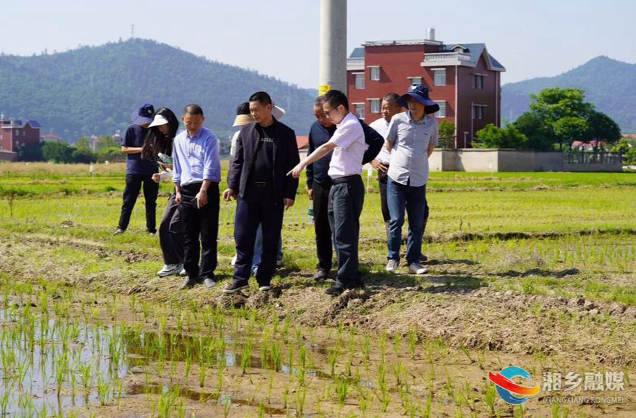省植保专家来湘乡调研水稻虫害绿色防控工作