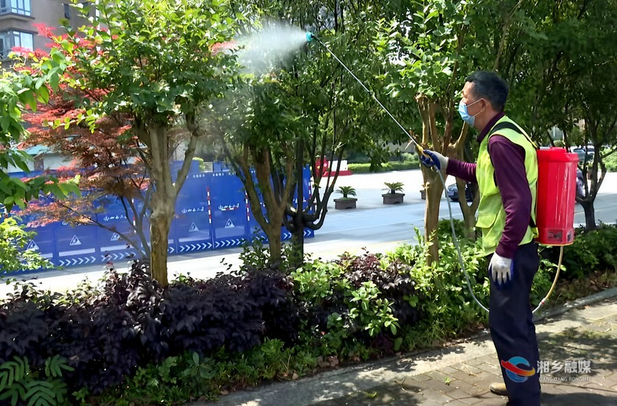 市城管局：精准防治病虫害  撑起绿植“保护伞”