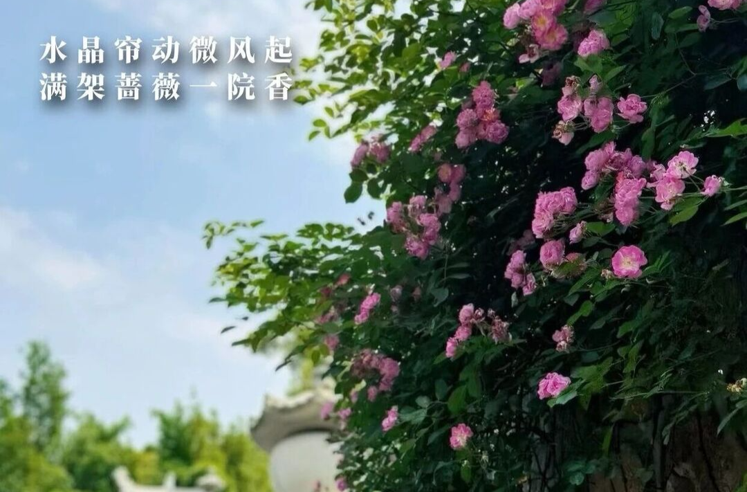 今日小满 | 晴光漫阶，蔷薇缀墙，藏尽初夏温柔