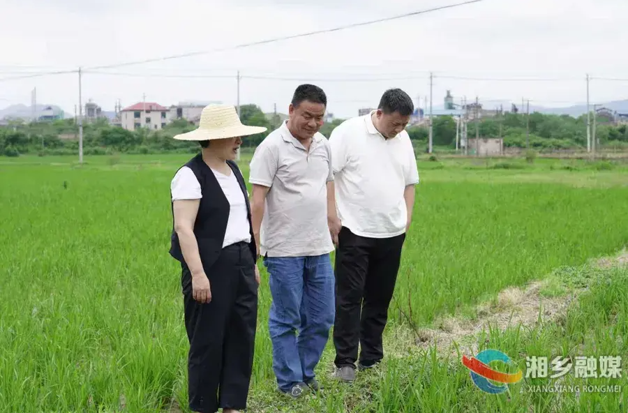 水稻保险“提标扩面” 湘乡筑牢粮食生产“安全网”