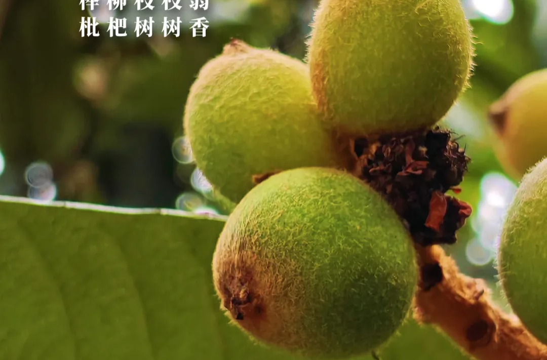 今日芒种 | 愿你“芒”有所得，“种”有所获！