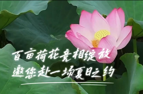 百亩荷花竞相绽放  东郊乡浒洲村邀您赴一场夏日之约