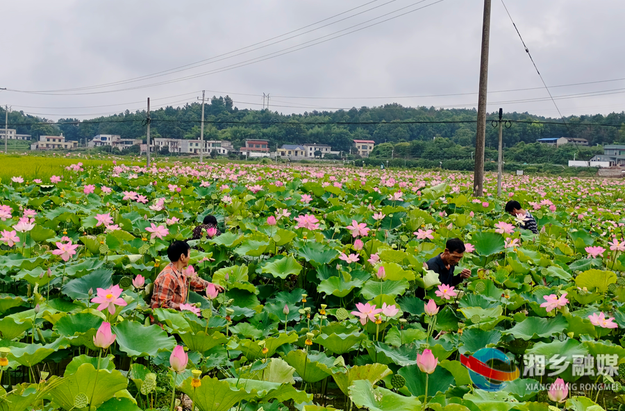 荷香满田结硕果！泉湖村55亩湘莲喜获二次丰收