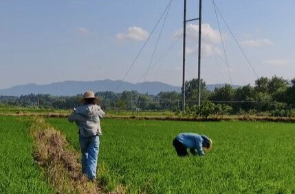科技赋能！湘乡全力打赢晚稻“虫口夺粮”战