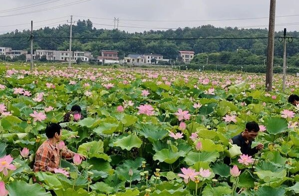 首栽即双收｜龙洞镇泉湖村湘莲二次盛发，拓宽富民路