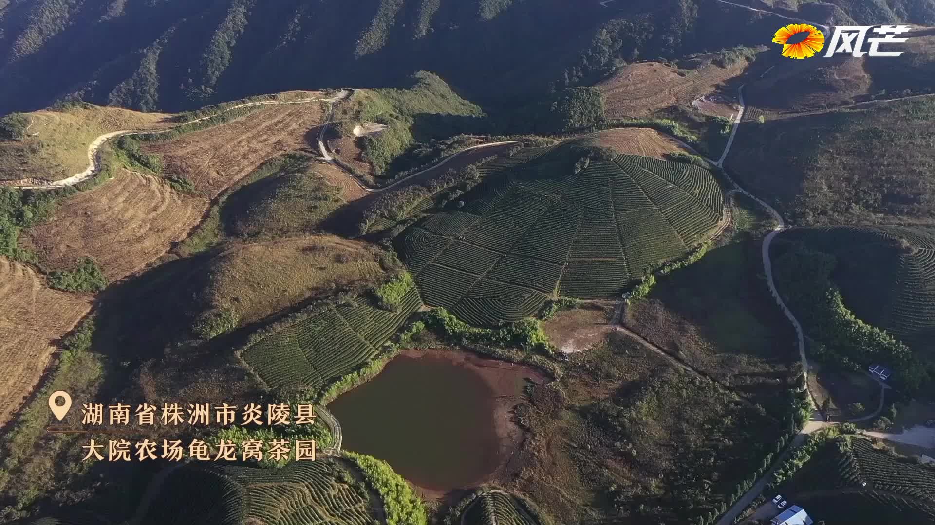 十年家国十年心 | 台湾的茶农追着株洲的梦