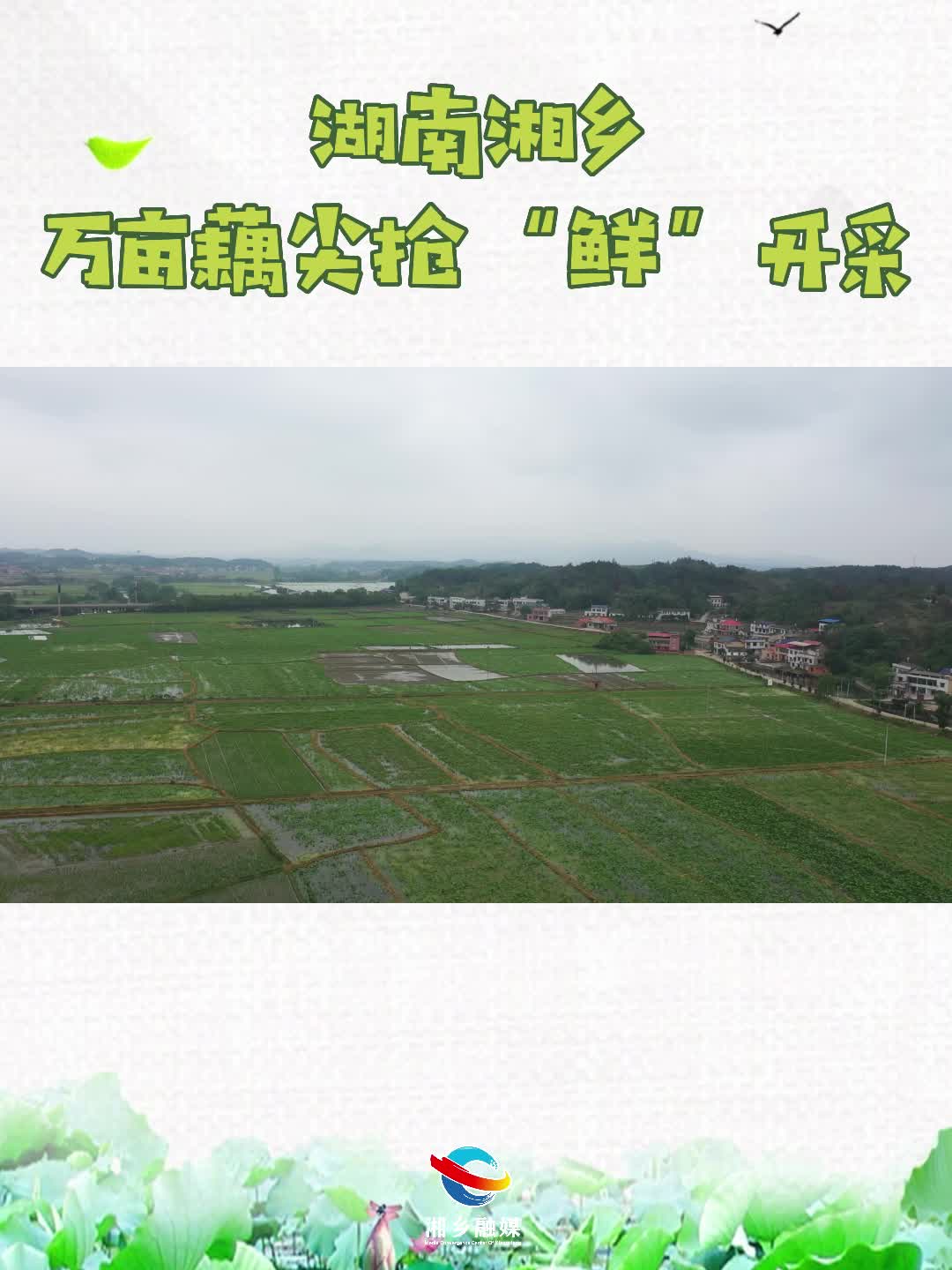 湖南湘乡 | 万亩藕尖抢“鲜”开采