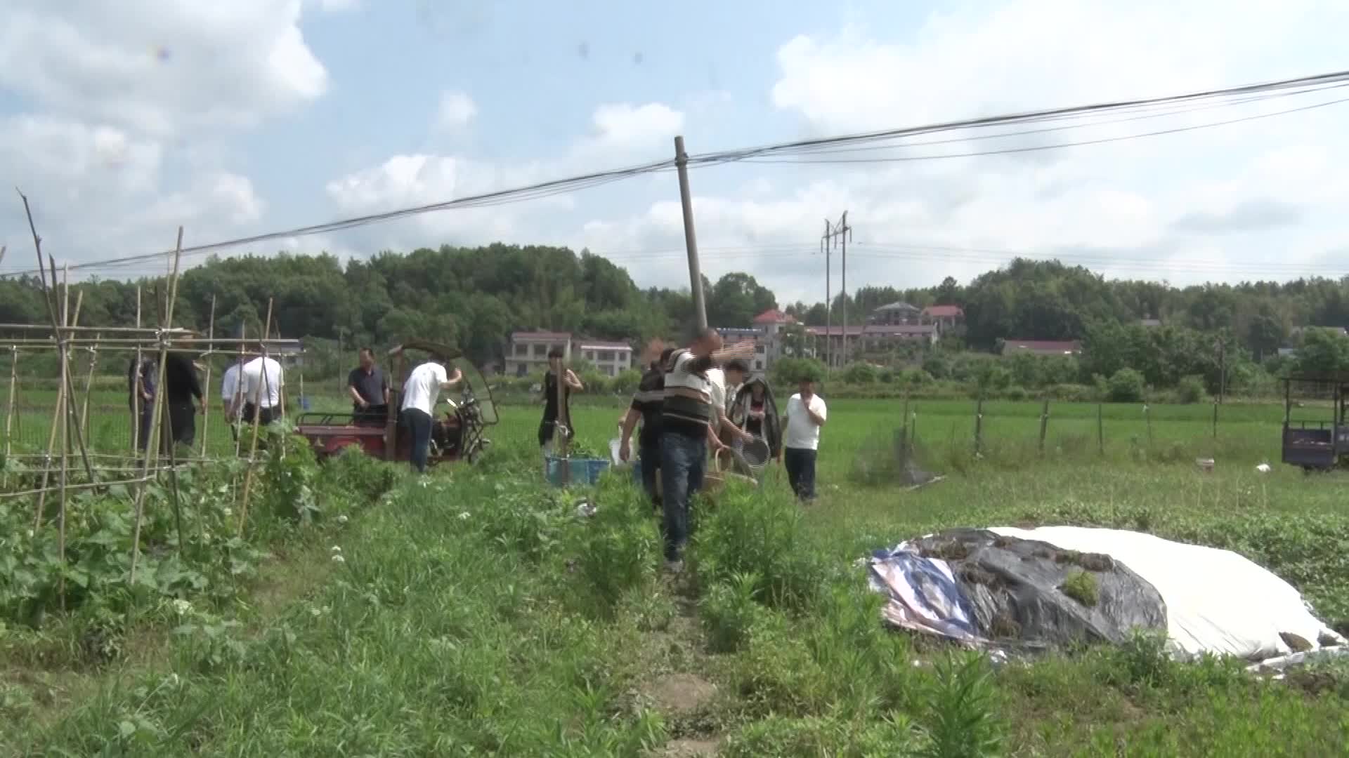 爱心餐企组团上门收购 农户蔬菜不愁销路