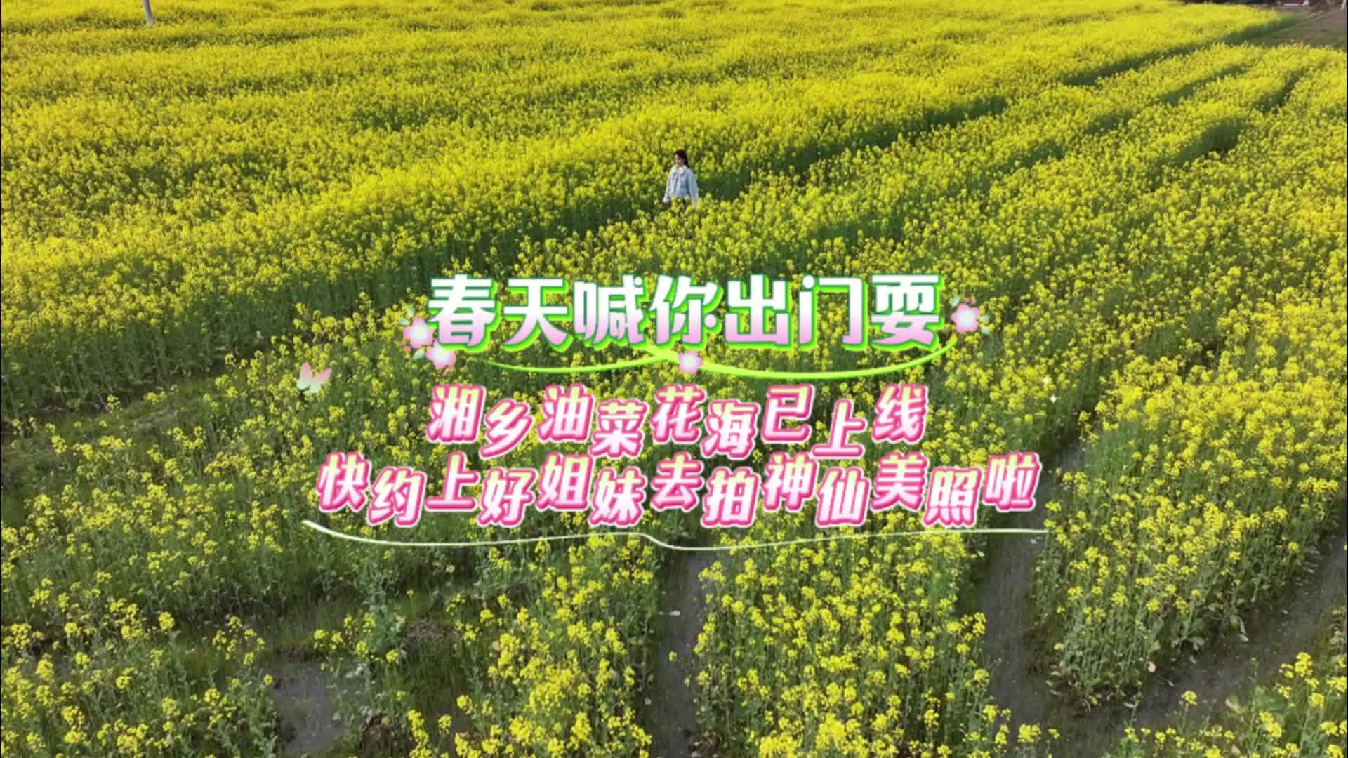 春天喊你出门耍！湘乡油菜花海已上线，快约上好姐妹去拍神仙美照啦