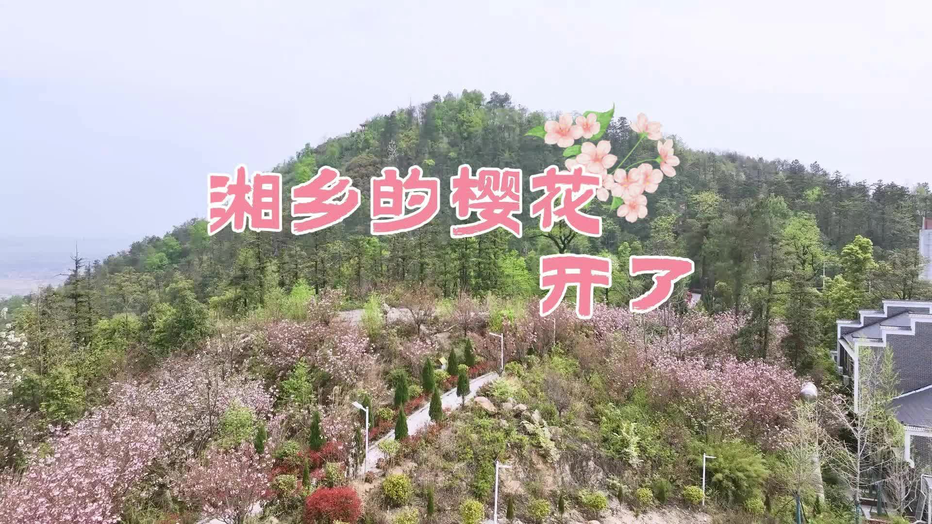 湘乡的樱花开了