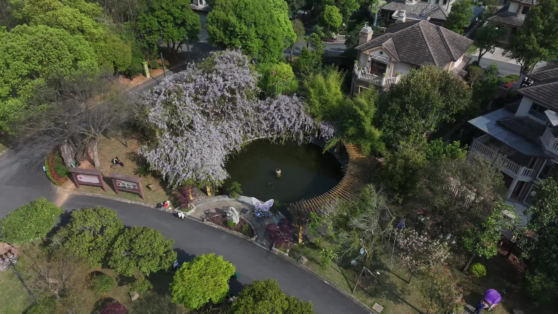 紫藤花开  来明月山庄邂逅紫色浪漫