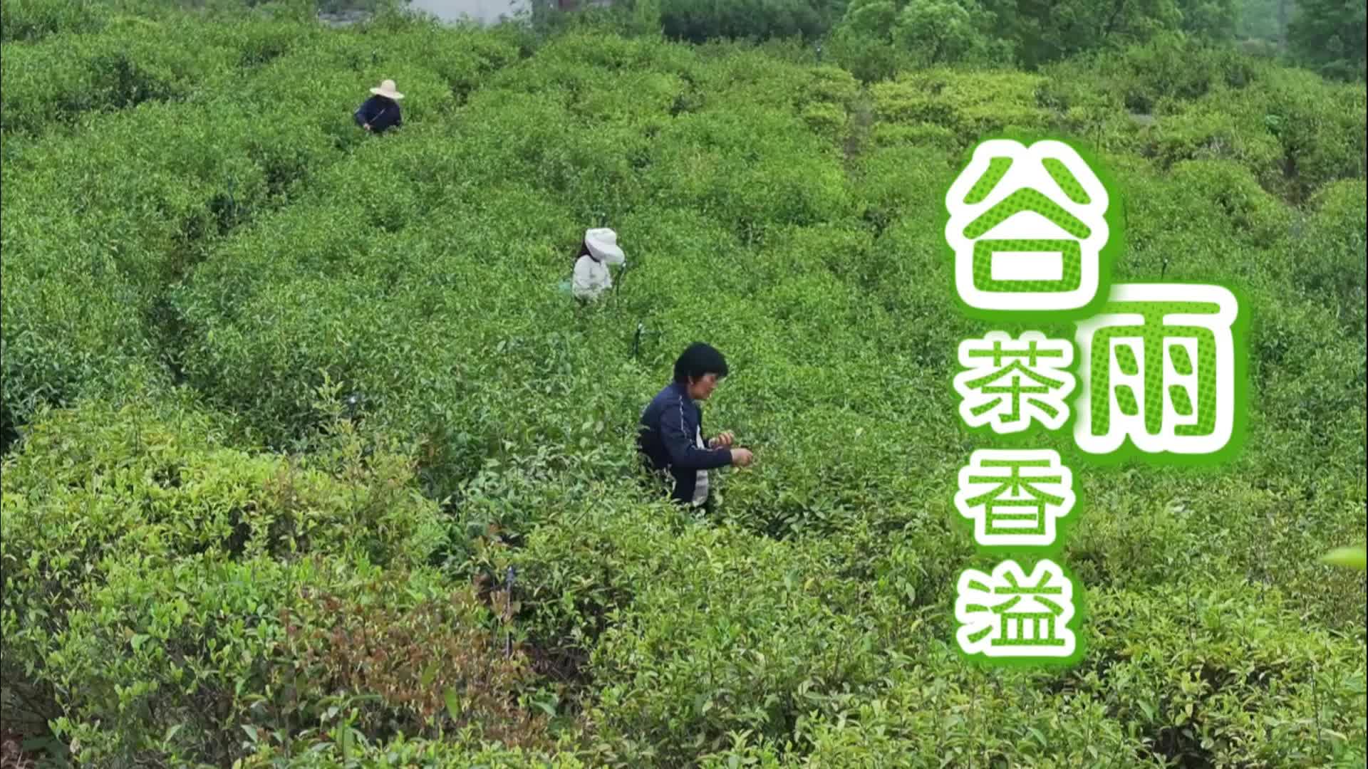 谷雨茶香溢