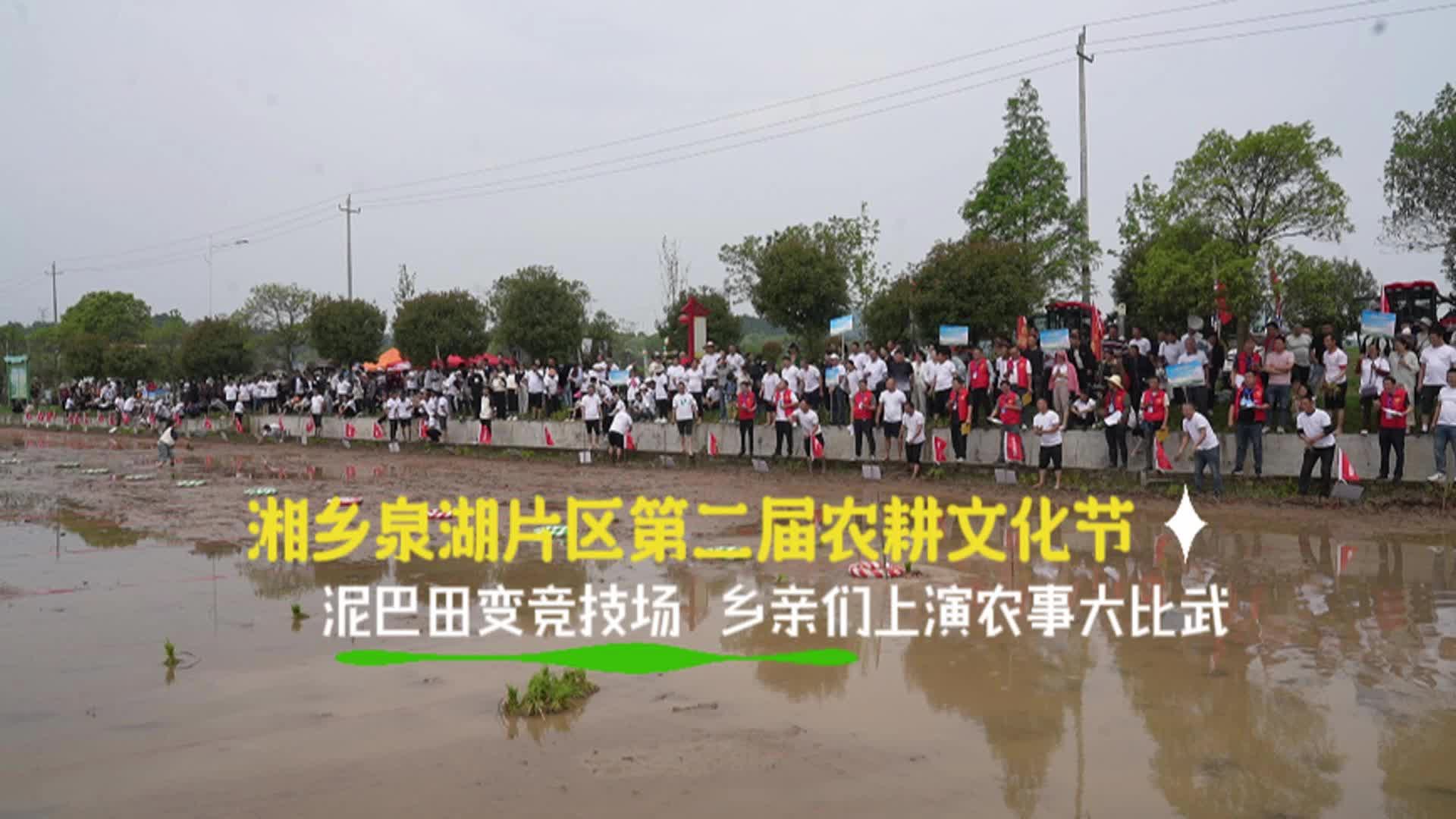 【湘乡泉湖片区第二届农耕文化节】泥巴田变竞技场  乡亲们上演农事大比武
