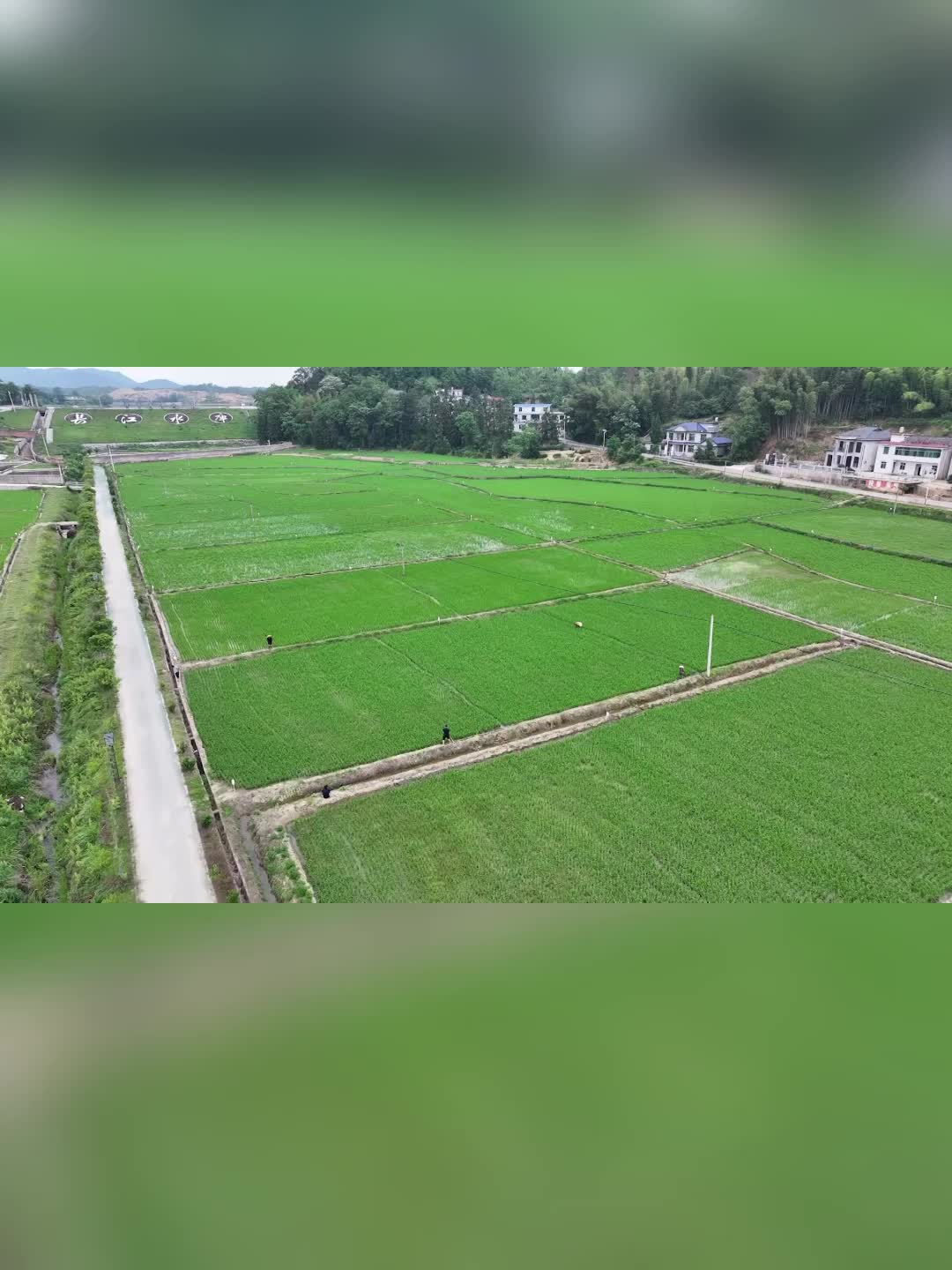 巧施“美人计”诱捕二化螟！湘乡推广绿色防控技术 助力粮食丰产