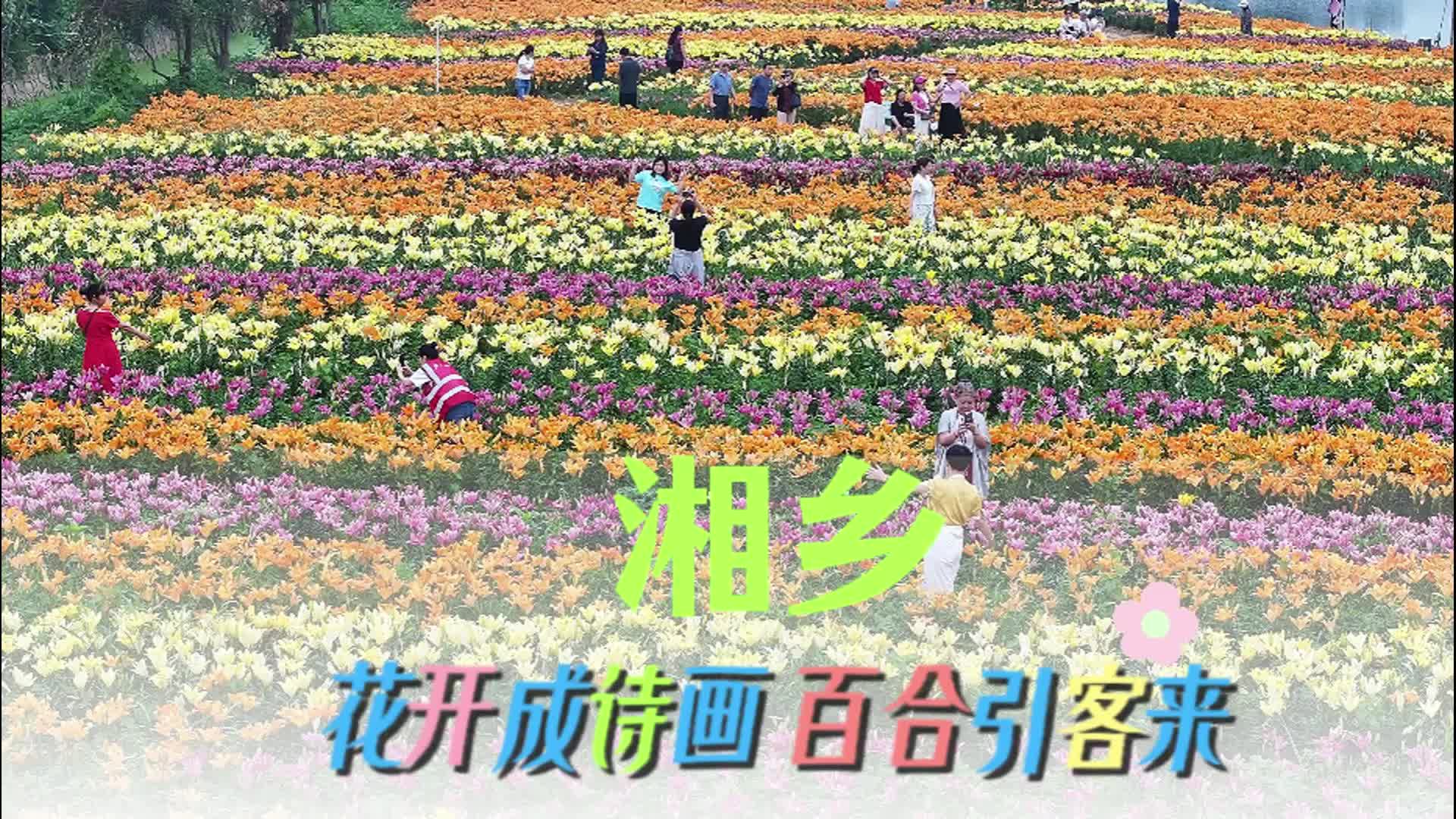 湘乡：花开成诗画 百合引客来