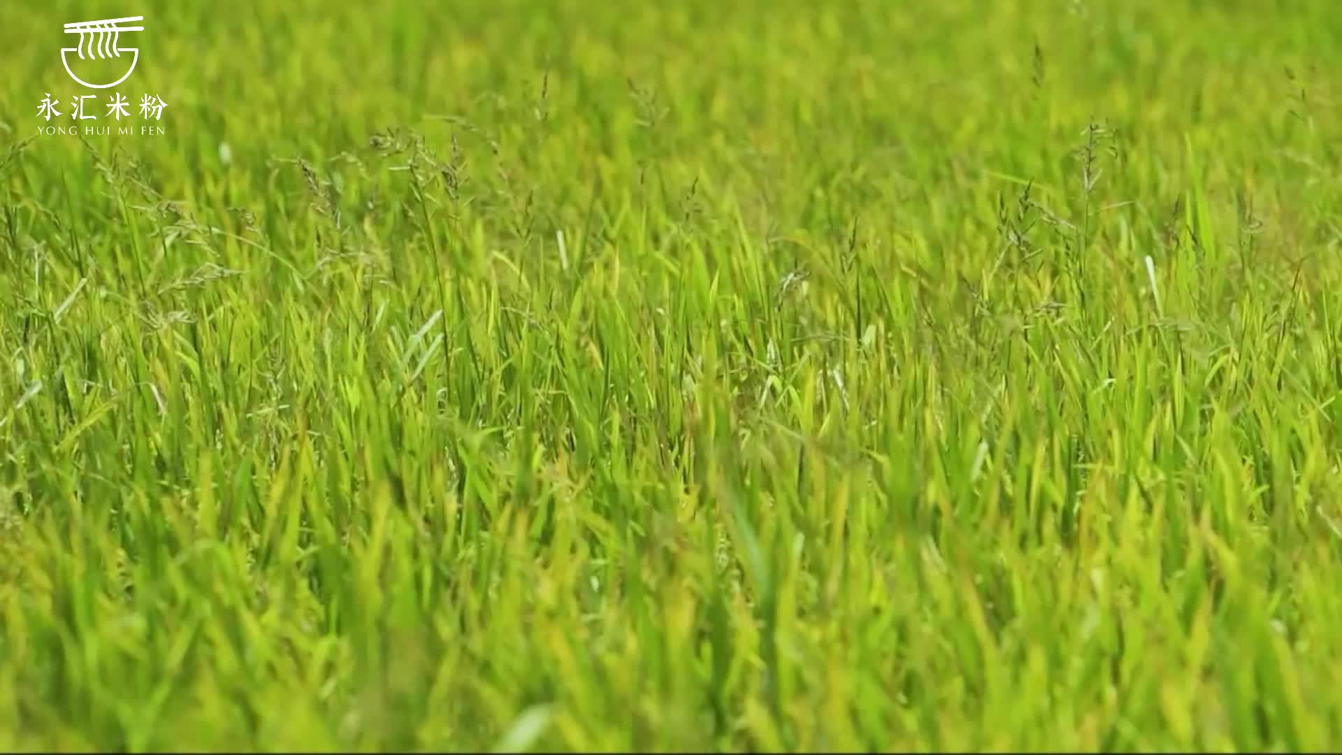 一碗湘乡米粉，为何能让食客“上头"