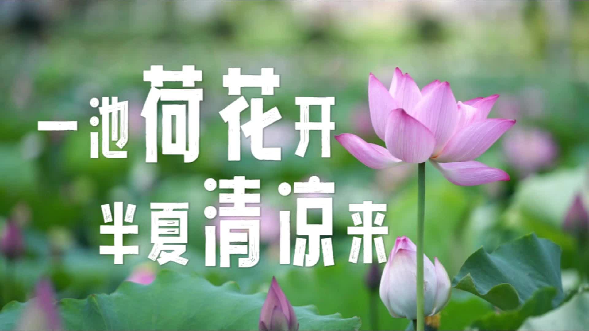 一池荷花开 半夏清凉来