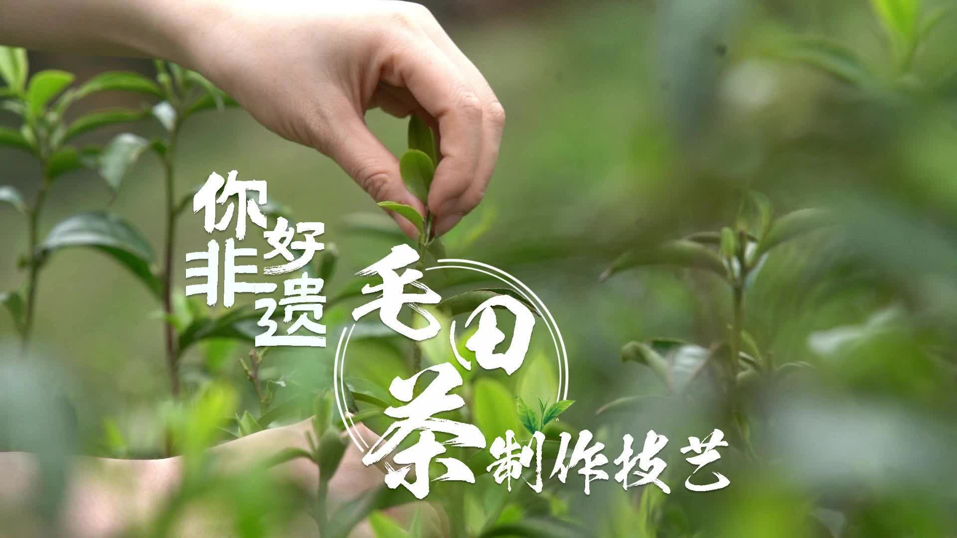 你好非遗！毛田茶制作技艺