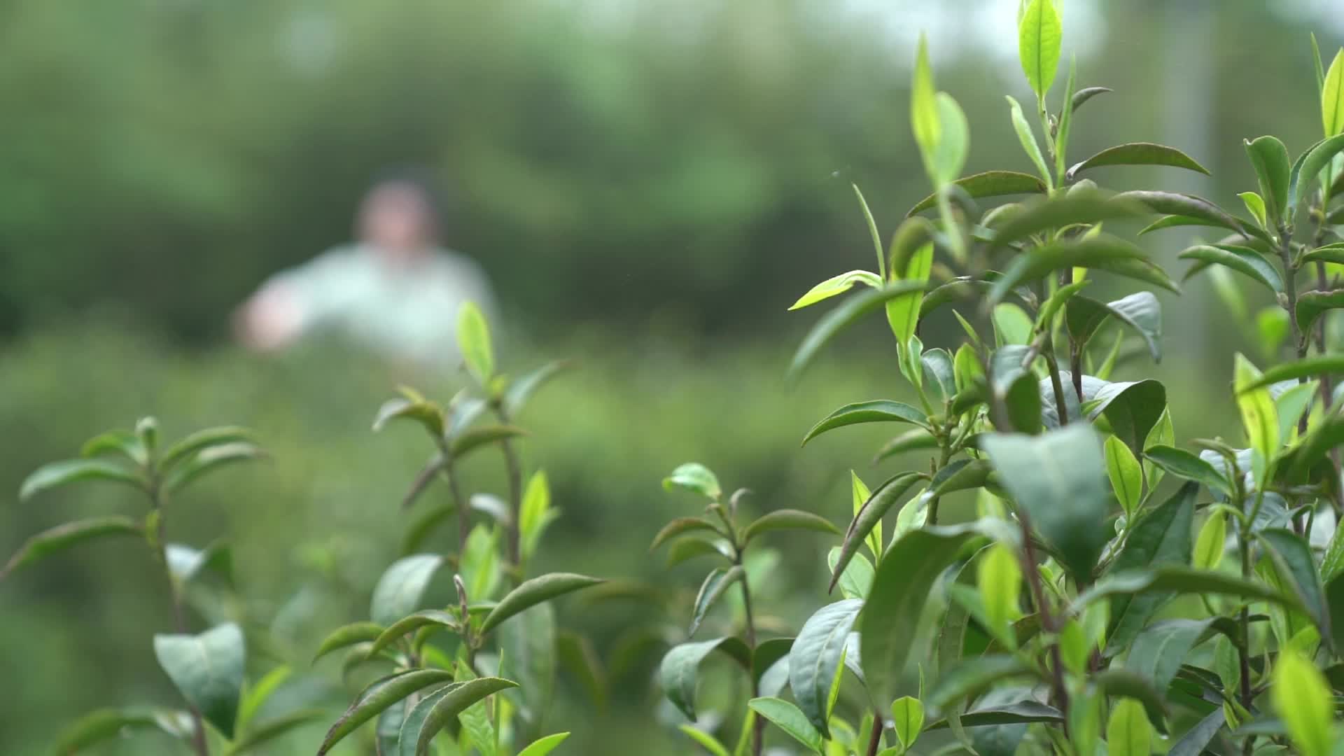 你好非遗 | 毛田茶制作技艺