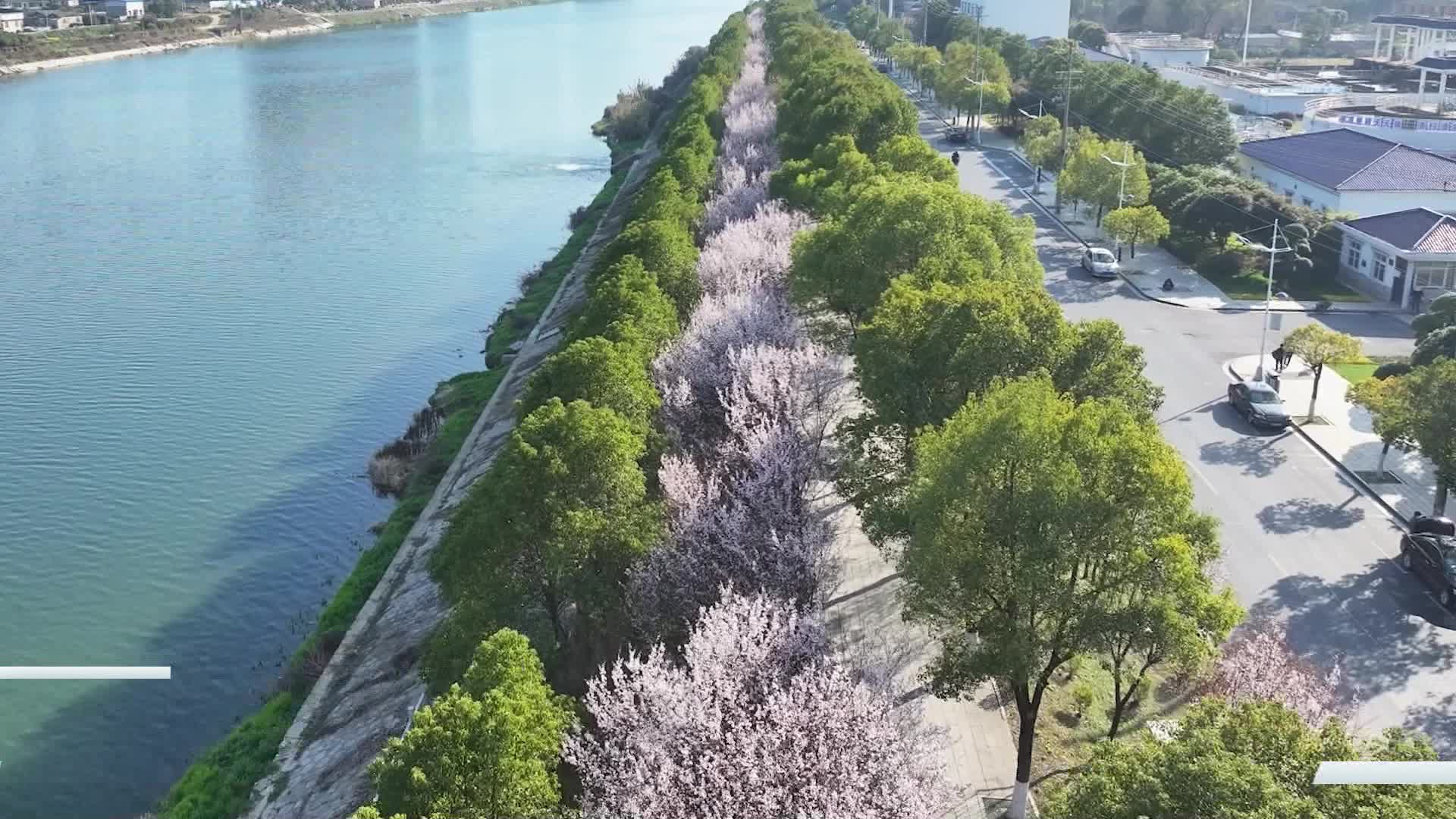 春花烂漫正当时