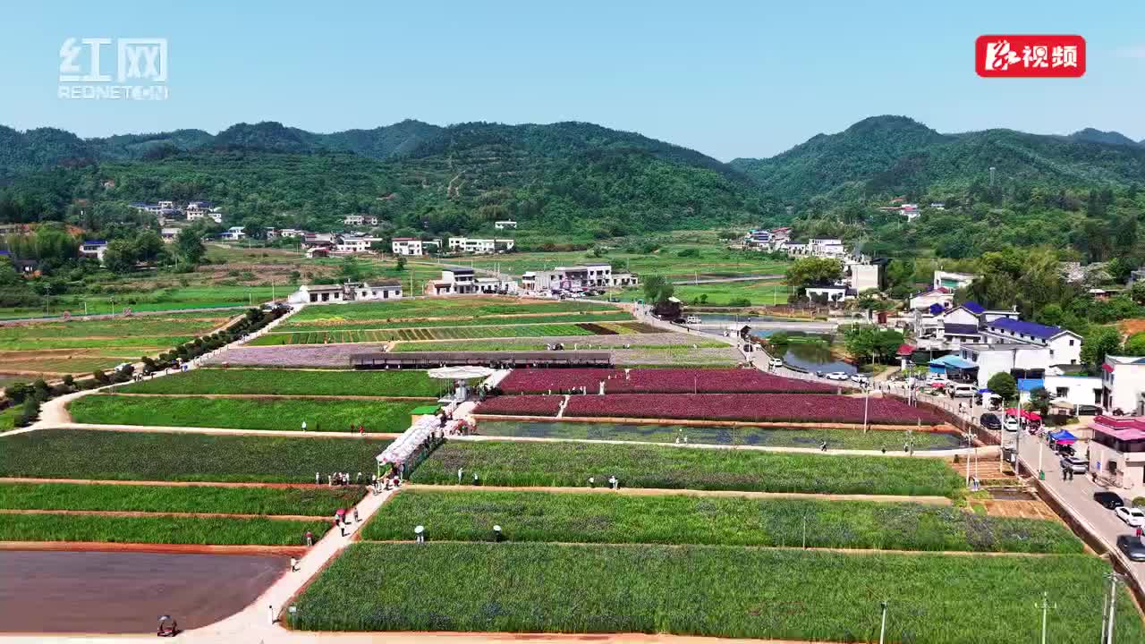 视频丨湘潭：鸢尾花开铺彩田 秀美风光引客来