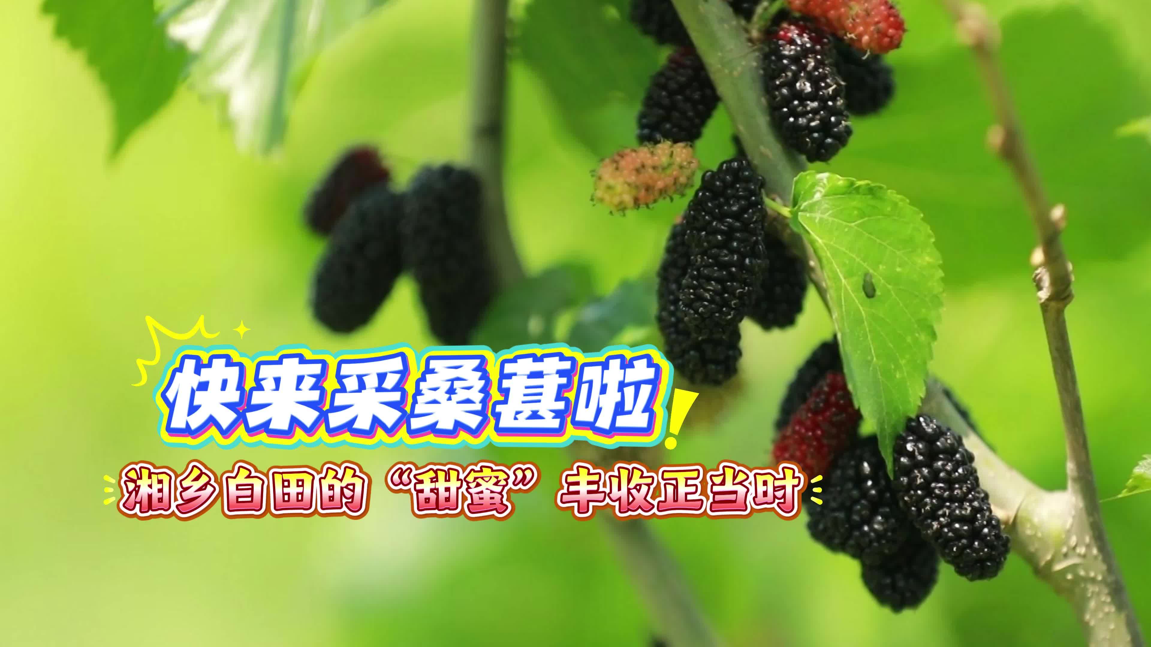 快来采桑葚啦！湘乡白田的“甜蜜”丰收正当时