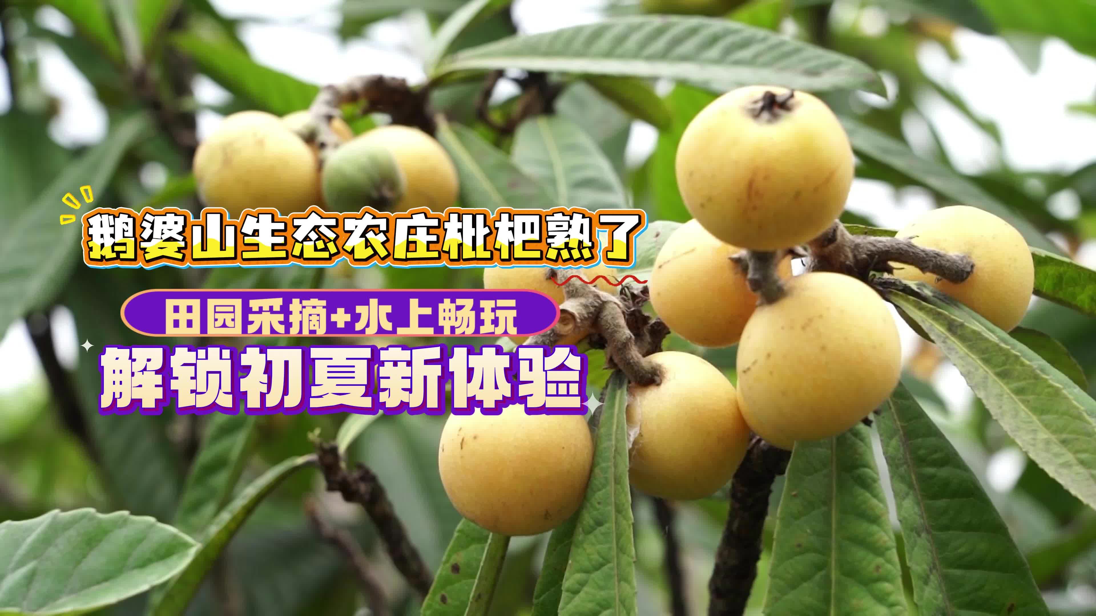 鹅婆山生态农庄枇杷熟了 田园采摘+水上畅玩 解锁初夏新体验